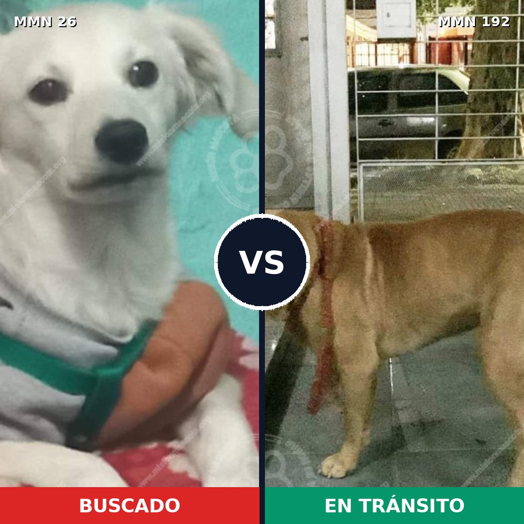 Comparativa MMS 19771: mascota perdida y mascota encontrada, 43% de similitud