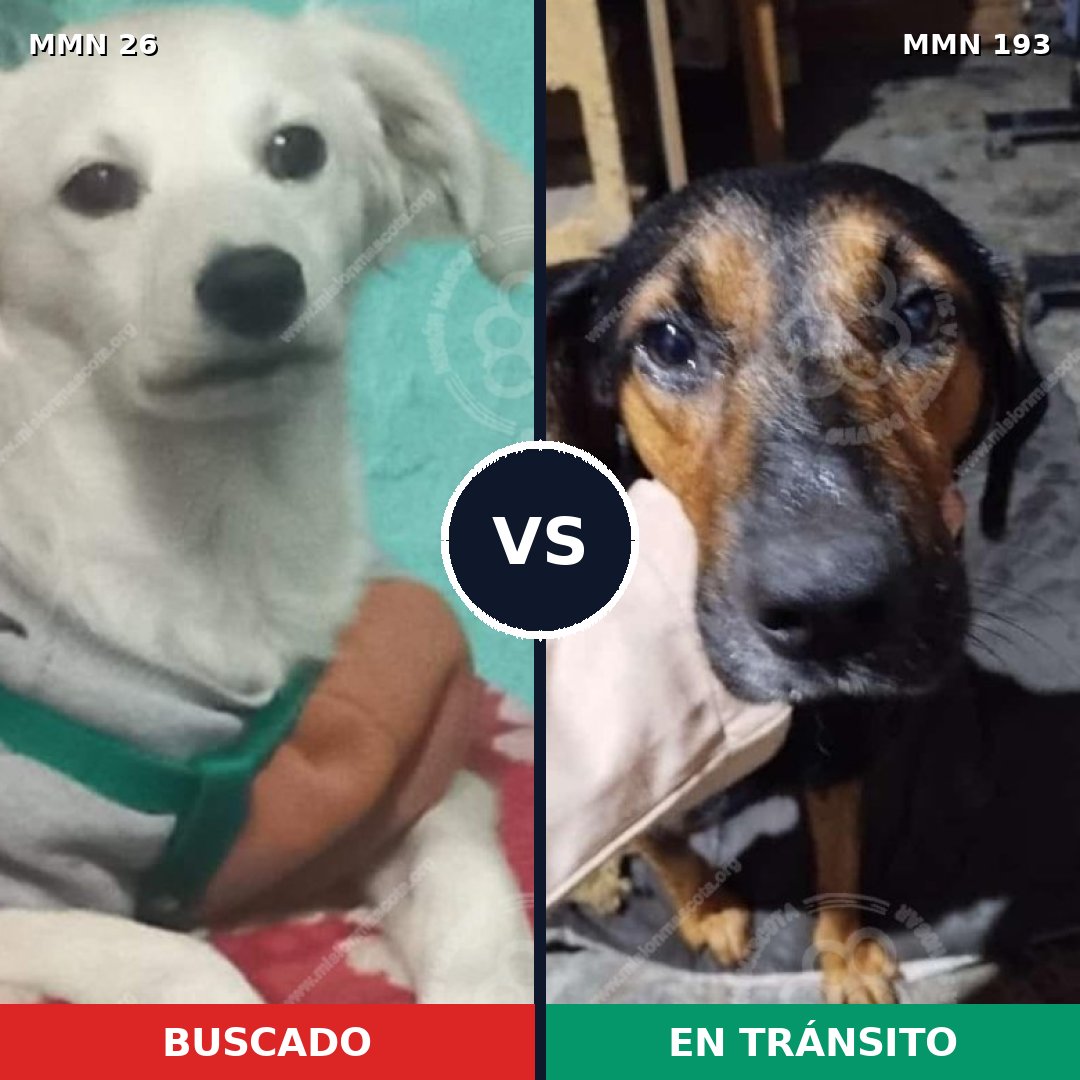 Comparativa MMS 19772: mascota perdida y mascota encontrada, 55% de similitud