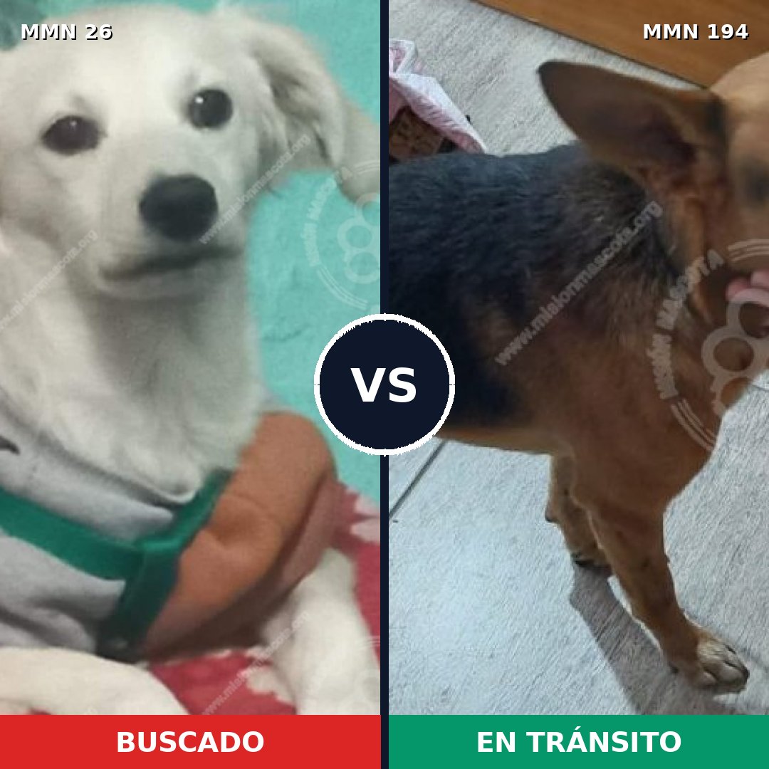 Comparativa MMS 19773: mascota perdida y mascota encontrada, 59% de similitud