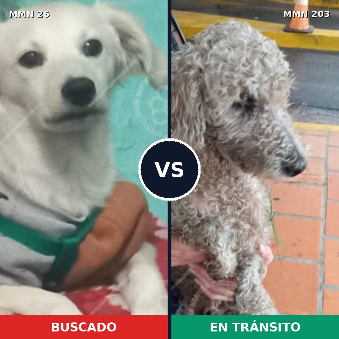 Comparativa MMS 19774: mascota perdida y mascota encontrada, 49% de similitud