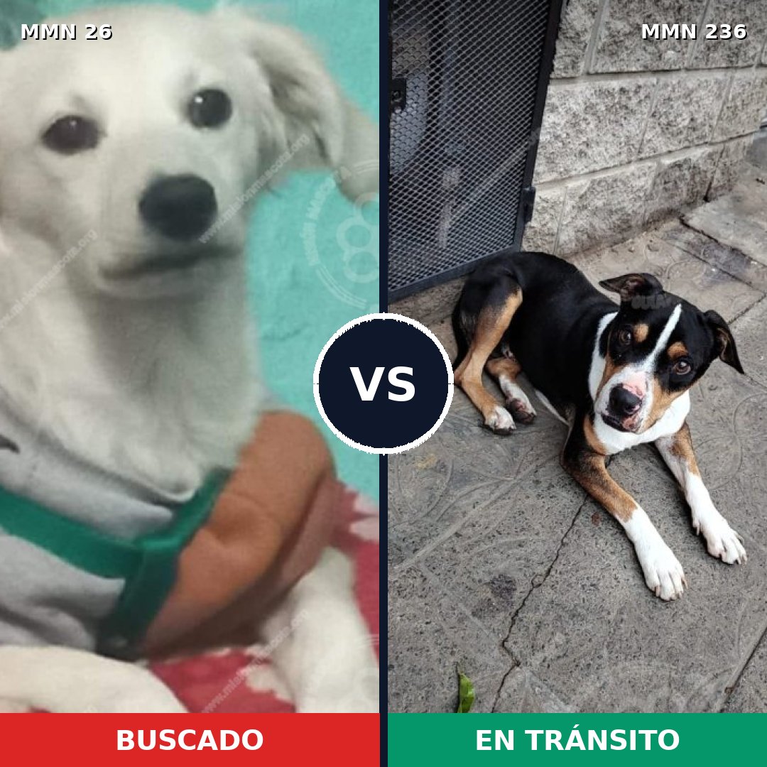 Comparativa MMS 19776: mascota perdida y mascota encontrada, 33% de similitud