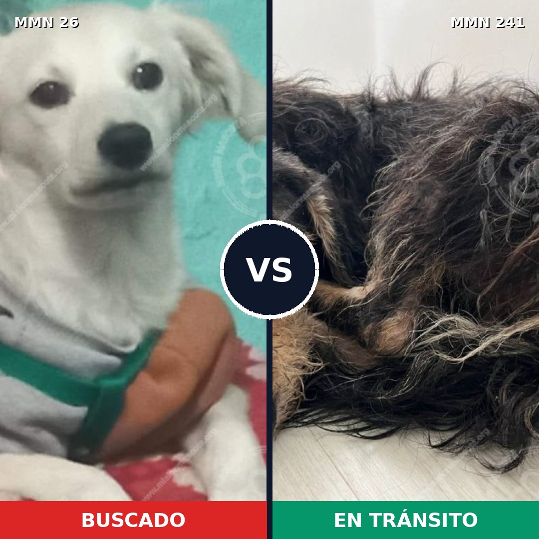 Comparativa MMS 19777: mascota perdida y mascota encontrada, 68% de similitud