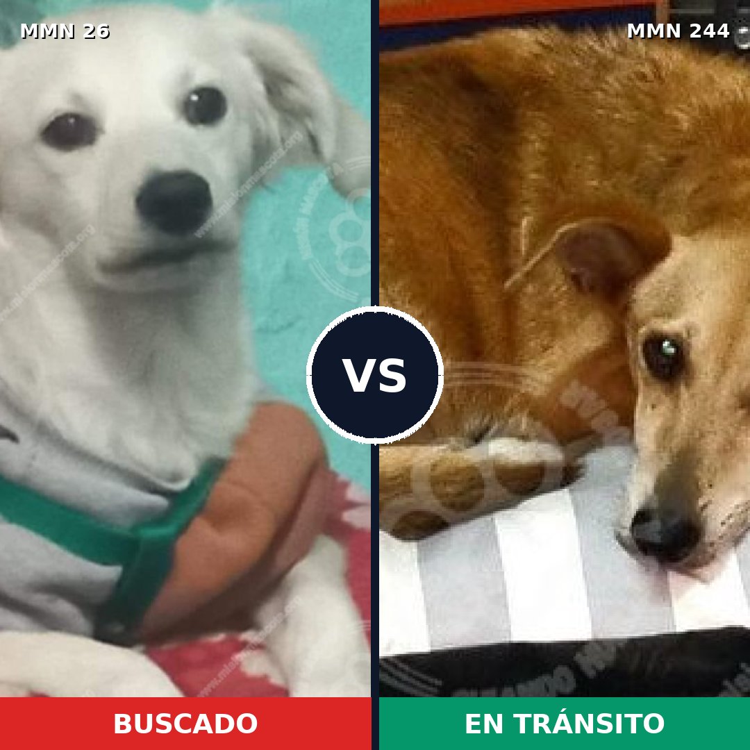 Comparativa MMS 19778: mascota perdida y mascota encontrada, 61% de similitud
