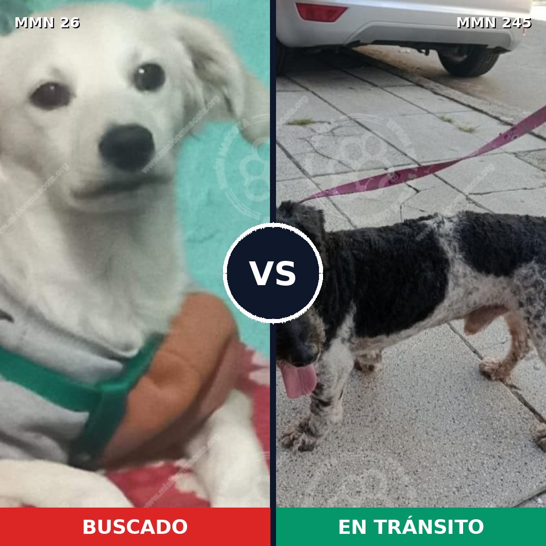 Comparativa MMS 19779: mascota perdida y mascota encontrada, 60% de similitud