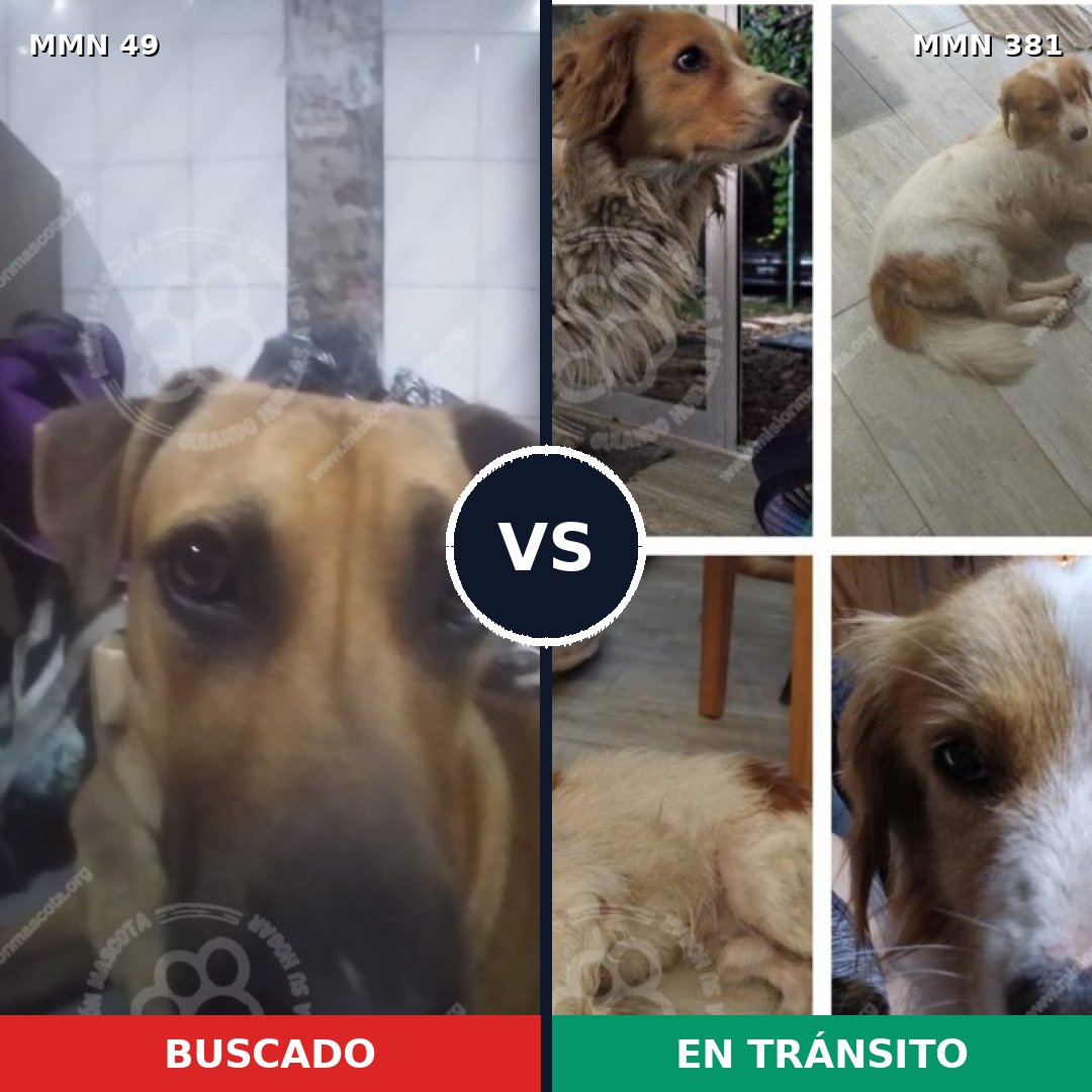 Comparativa MMS 1978: mascota perdida y mascota encontrada, 58% de similitud