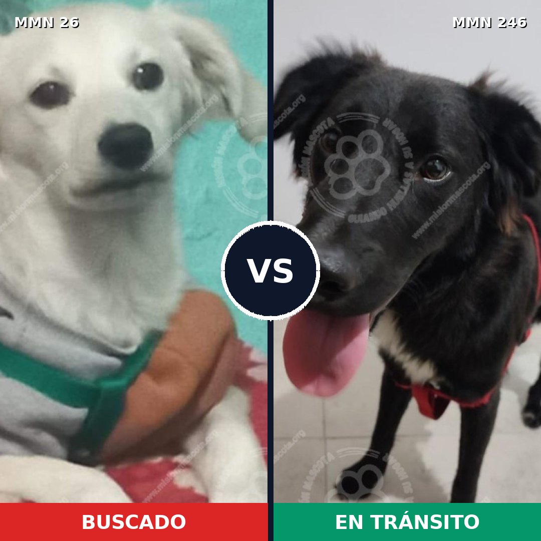 Comparativa MMS 19780: mascota perdida y mascota encontrada, 60% de similitud