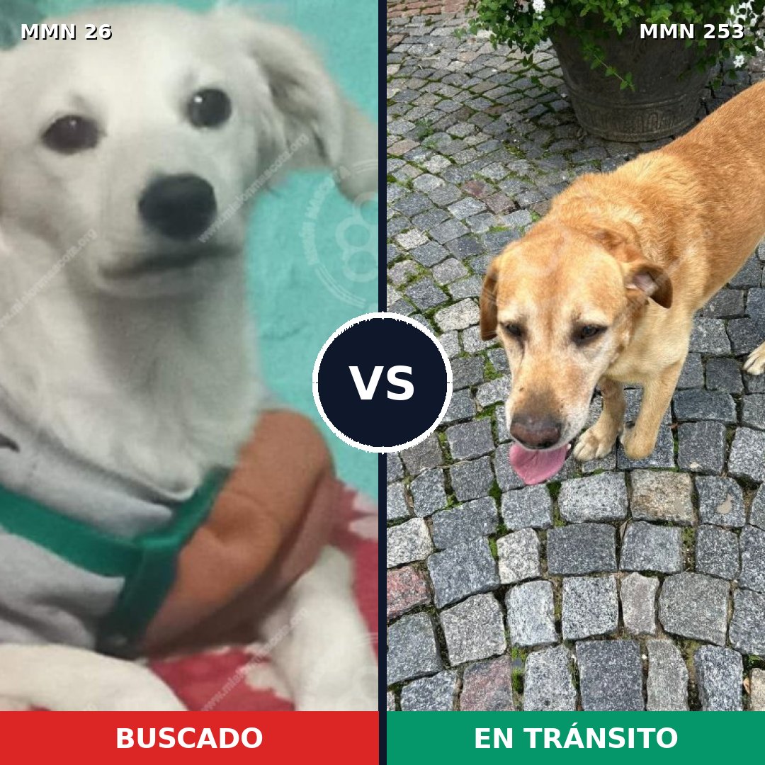 Comparativa MMS 19781: mascota perdida y mascota encontrada, 47% de similitud