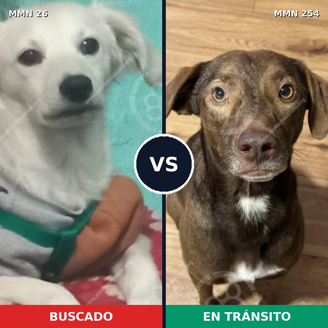 Comparativa MMS 19782: mascota perdida y mascota encontrada, 56% de similitud