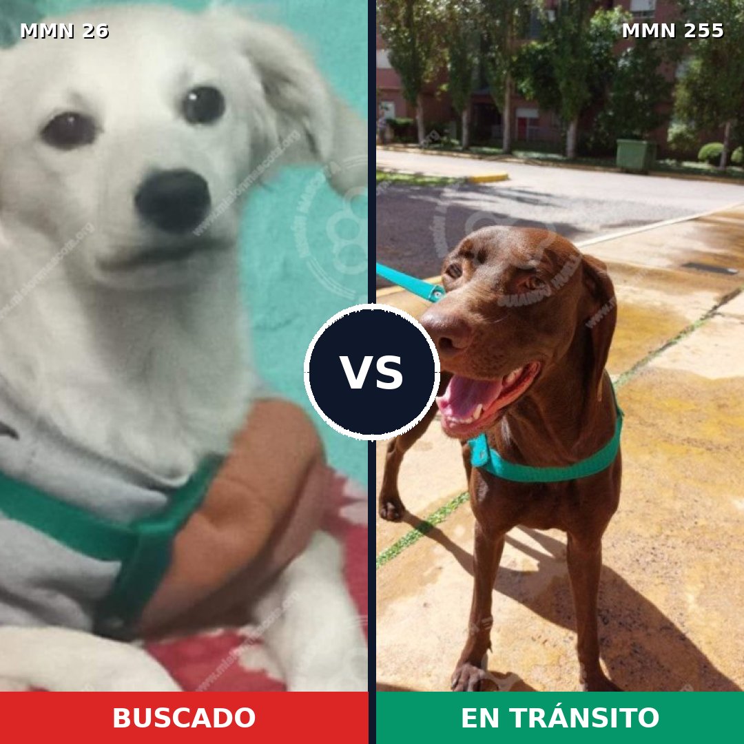Comparativa MMS 19783: mascota perdida y mascota encontrada, 42% de similitud