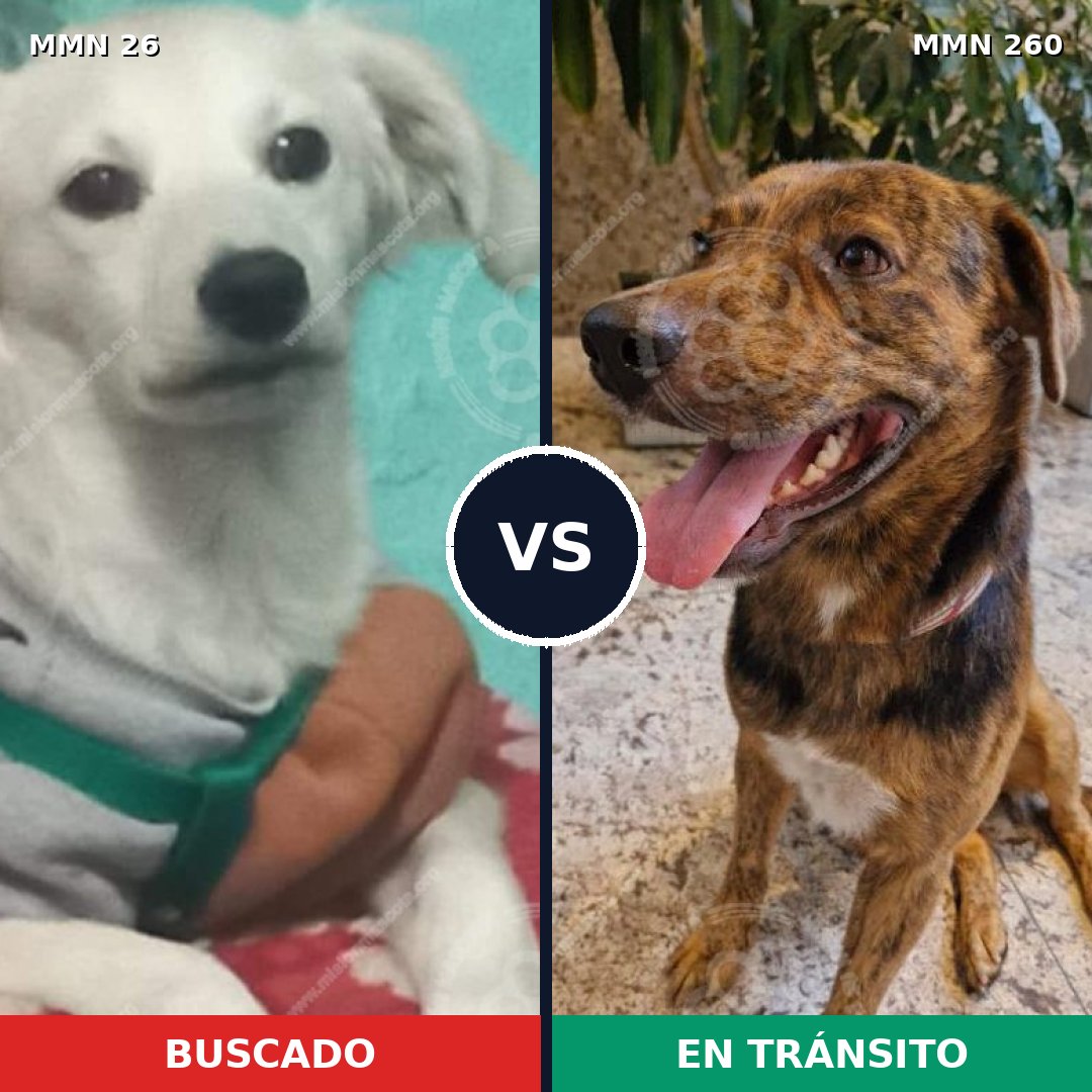 Comparativa MMS 19784: mascota perdida y mascota encontrada, 46% de similitud