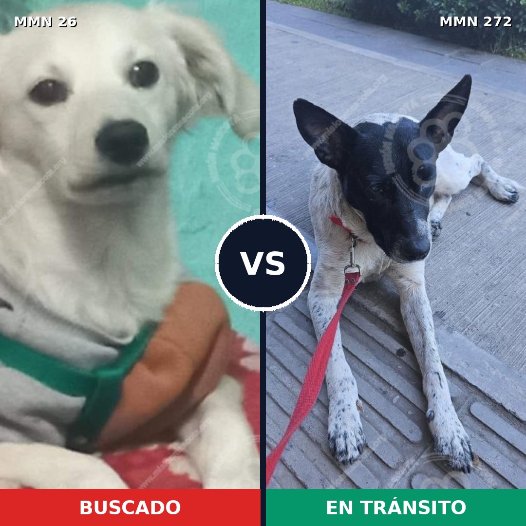 Comparativa MMS 19785: mascota perdida y mascota encontrada, 55% de similitud