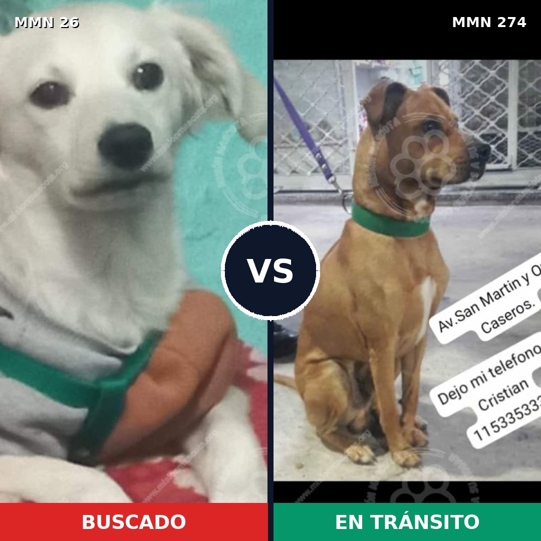 Comparativa MMS 19786: mascota perdida y mascota encontrada, 59% de similitud