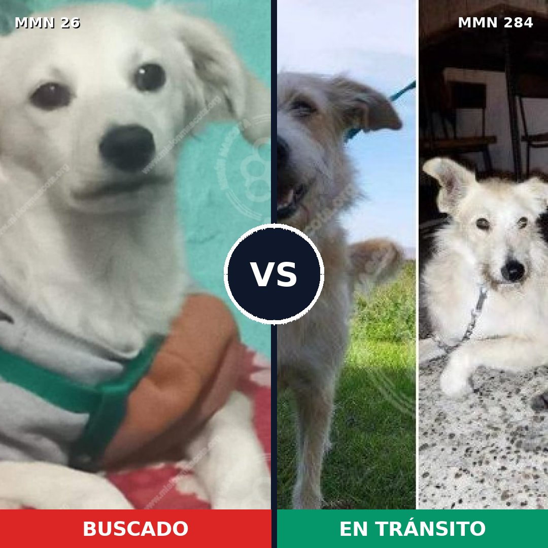 Comparativa MMS 19787: mascota perdida y mascota encontrada, 61% de similitud