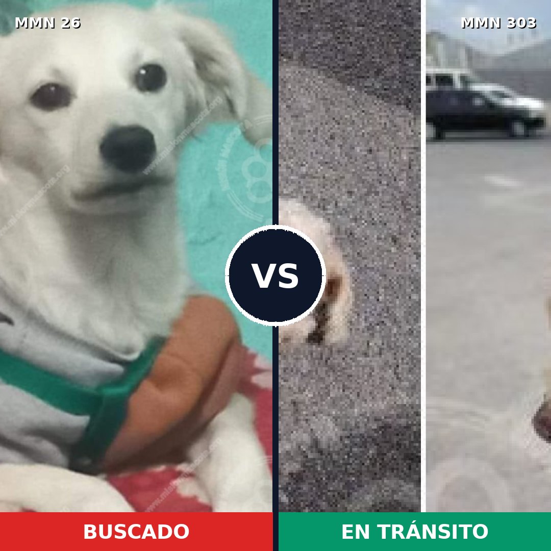 Comparativa MMS 19788: mascota perdida y mascota encontrada, 54% de similitud