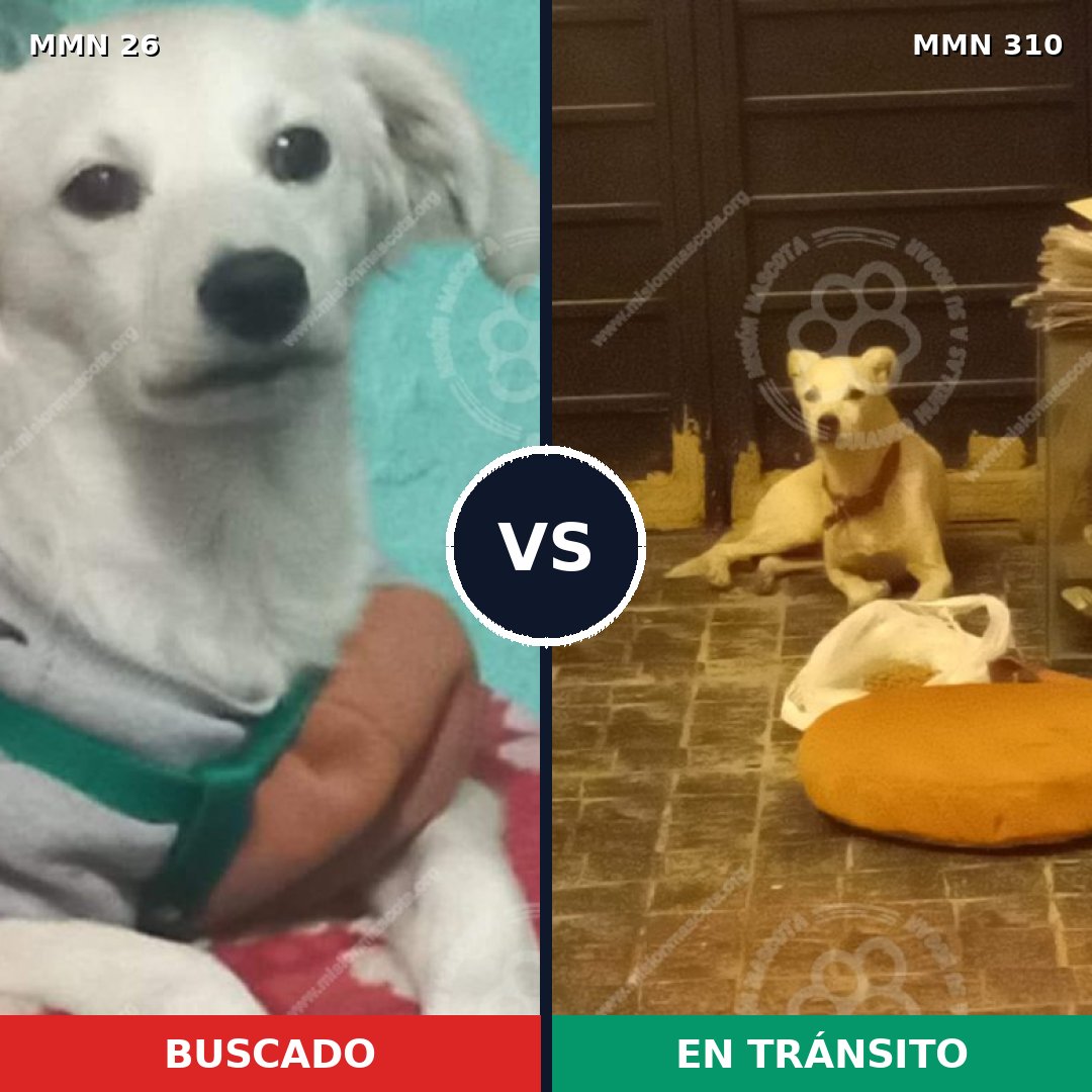 Comparativa MMS 19789: mascota perdida y mascota encontrada, 64% de similitud