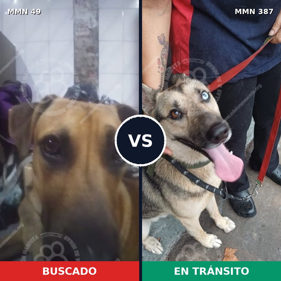 Comparativa MMS 1979: mascota perdida y mascota encontrada, 30% de similitud