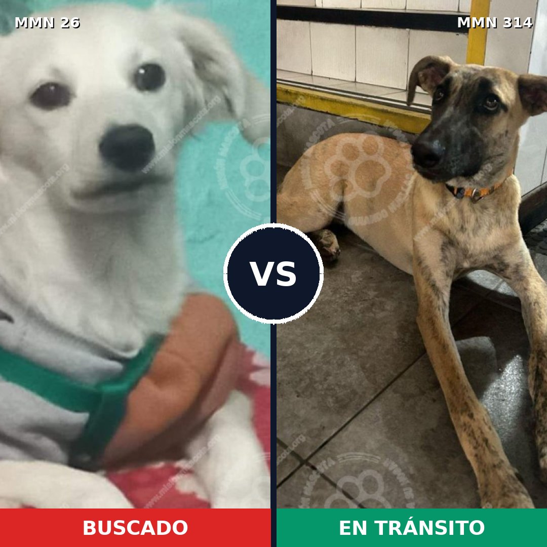 Comparativa MMS 19790: mascota perdida y mascota encontrada, 48% de similitud