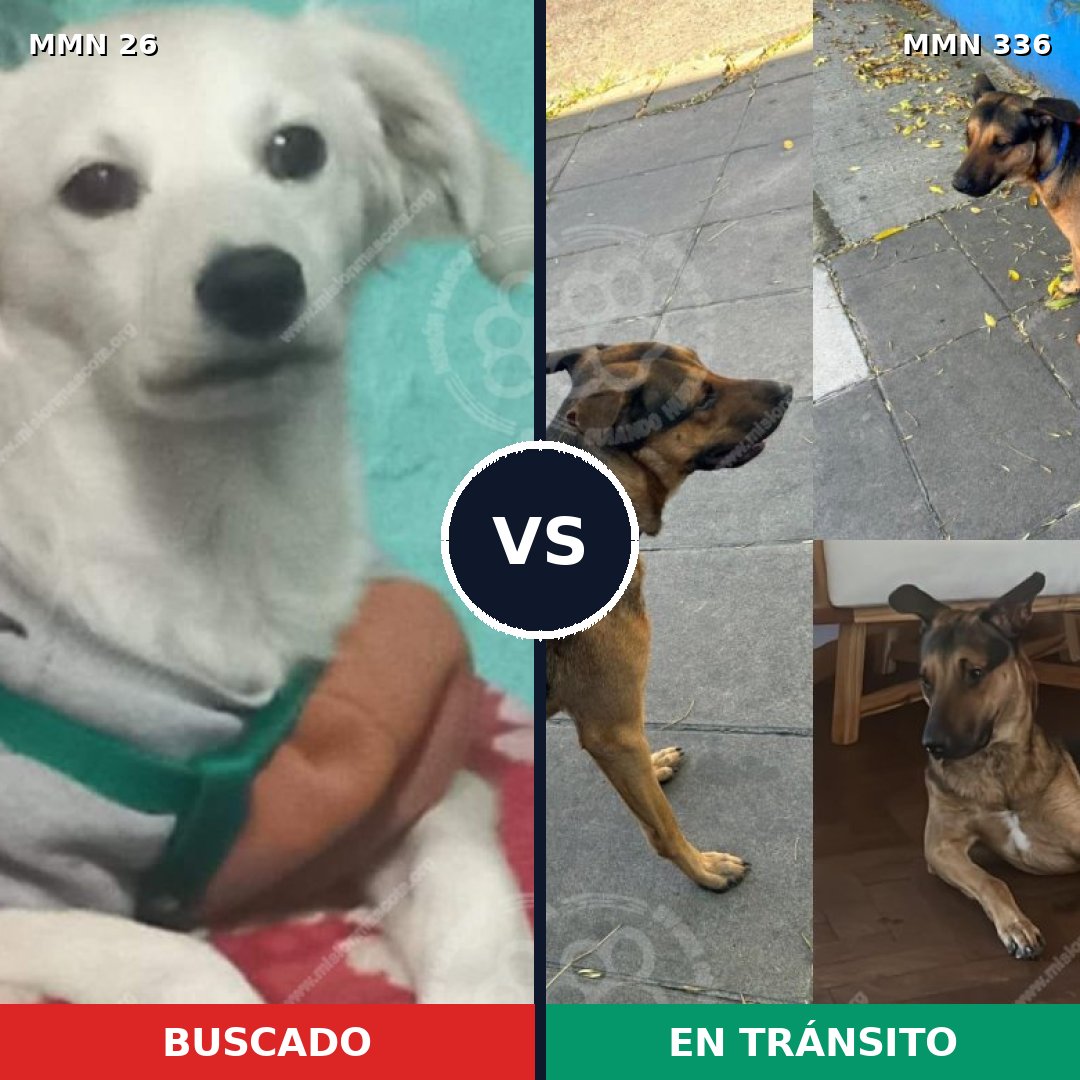 Comparativa MMS 19791: mascota perdida y mascota encontrada, 62% de similitud