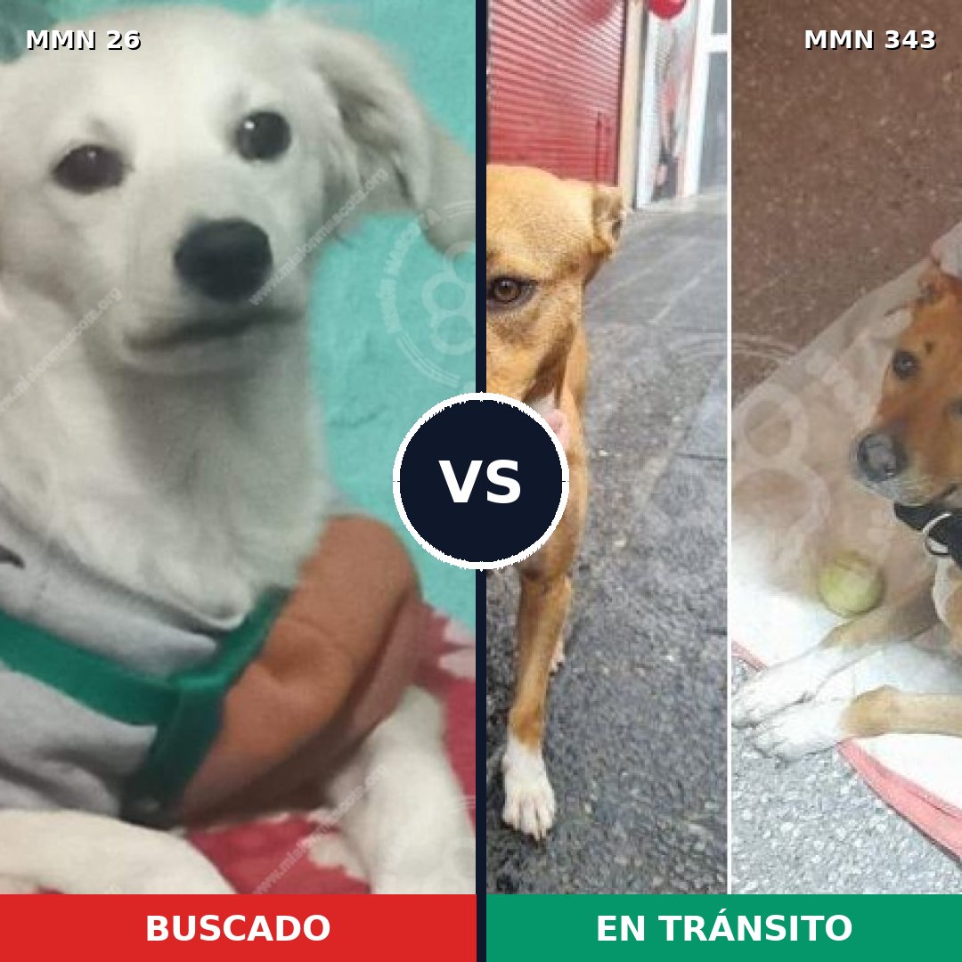 Comparativa MMS 19792: mascota perdida y mascota encontrada, 57% de similitud