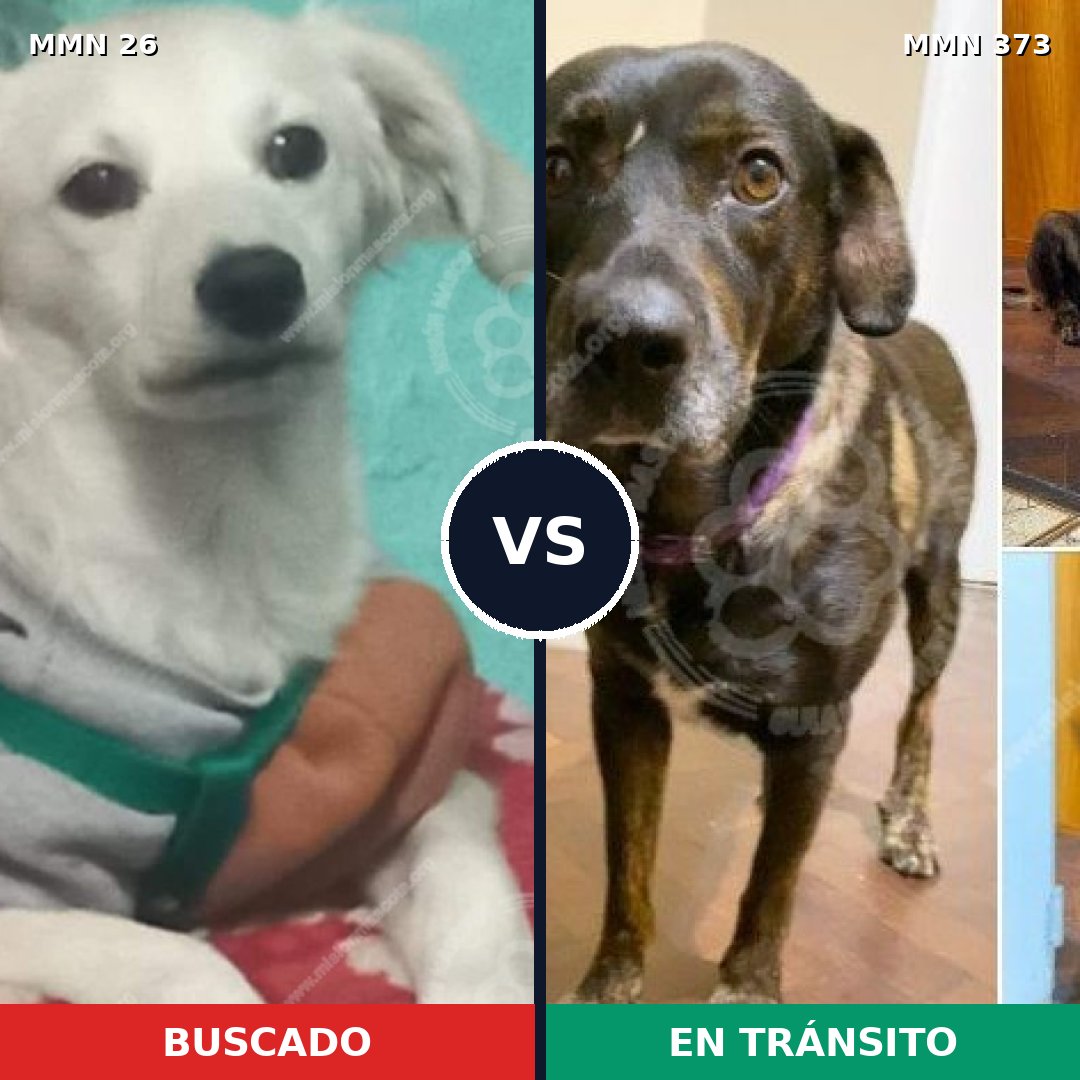 Comparativa MMS 19794: mascota perdida y mascota encontrada, 57% de similitud