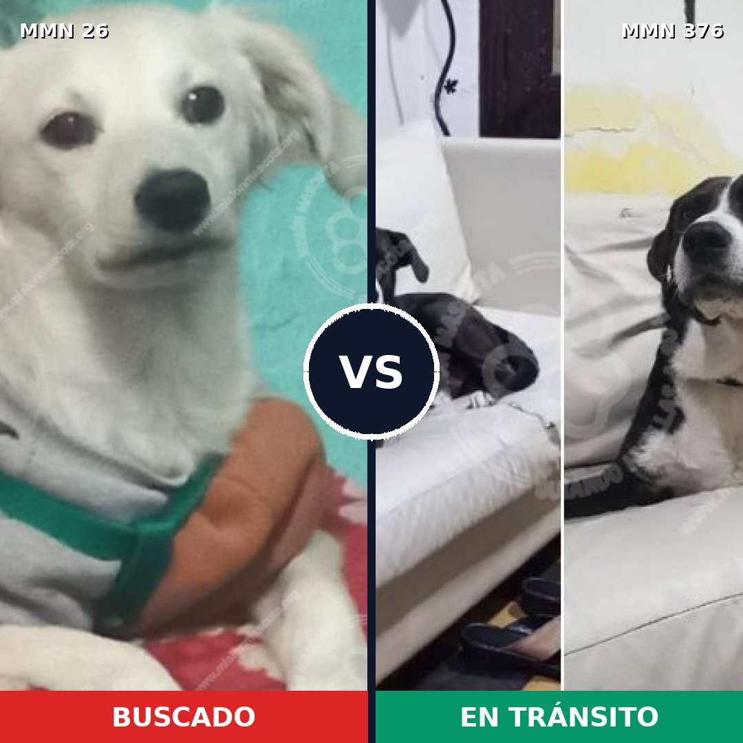 Comparativa MMS 19795: mascota perdida y mascota encontrada, 57% de similitud