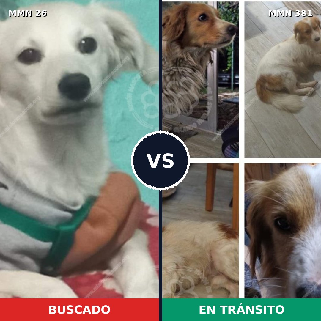 Comparativa MMS 19797: mascota perdida y mascota encontrada, 64% de similitud