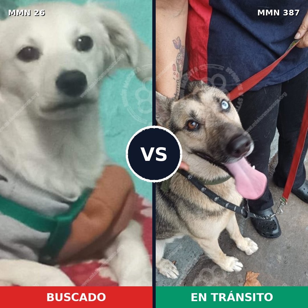 Comparativa MMS 19798: mascota perdida y mascota encontrada, 28% de similitud