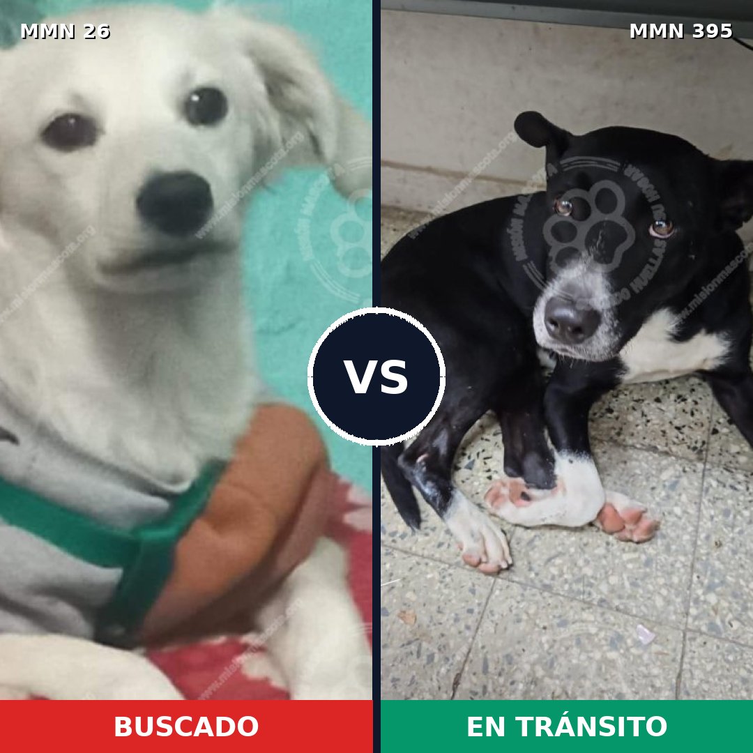 Comparativa MMS 19799: mascota perdida y mascota encontrada, 55% de similitud