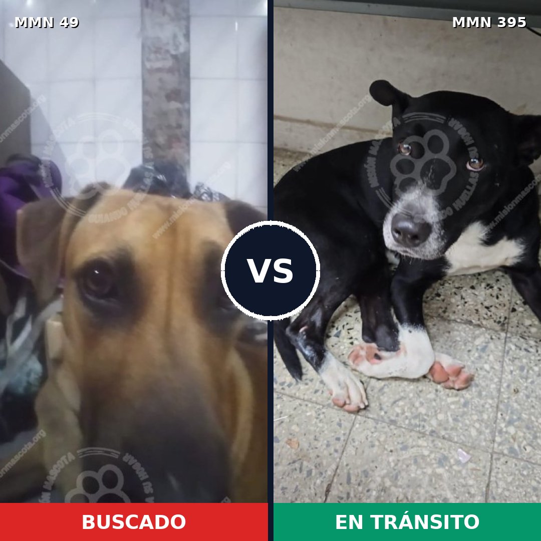 Comparativa MMS 1980: mascota perdida y mascota encontrada, 59% de similitud