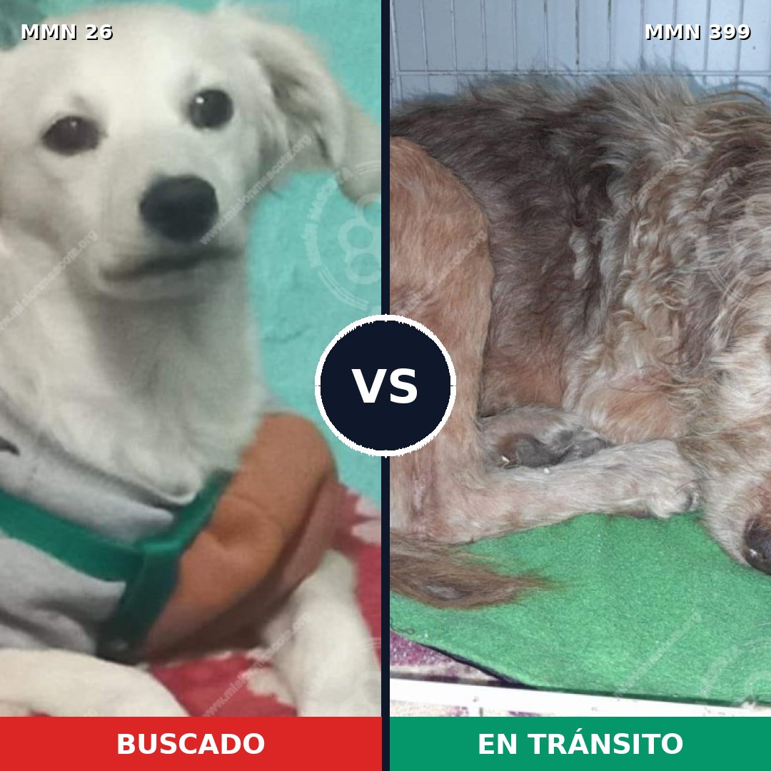 Comparativa MMS 19800: mascota perdida y mascota encontrada, 57% de similitud