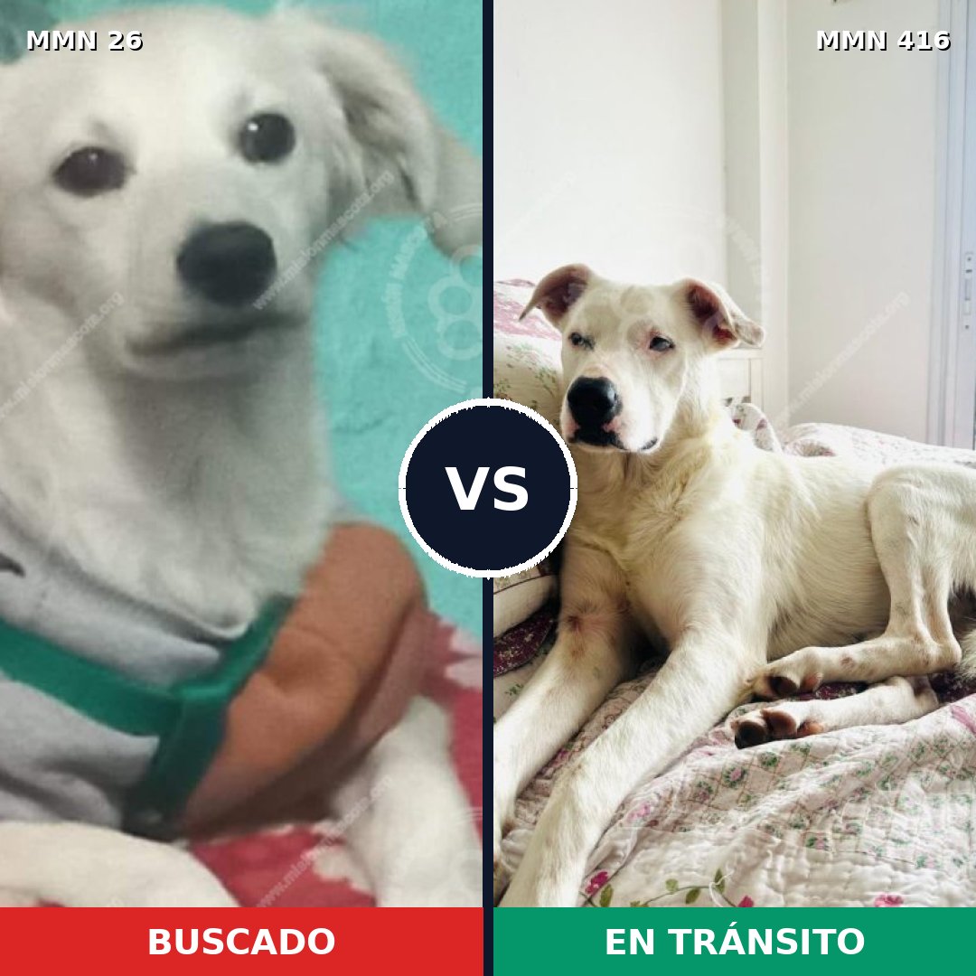 Comparativa MMS 19801: mascota perdida y mascota encontrada, 52% de similitud