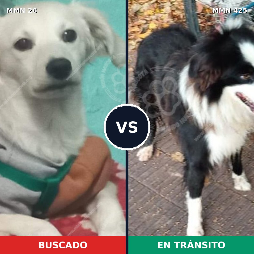 Comparativa MMS 19802: mascota perdida y mascota encontrada, 48% de similitud