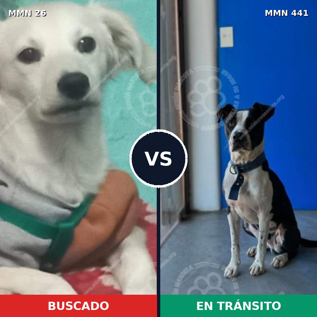 Comparativa MMS 19803: mascota perdida y mascota encontrada, 46% de similitud