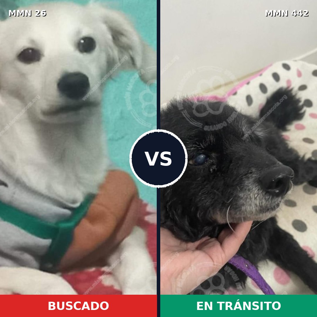 Comparativa MMS 19804: mascota perdida y mascota encontrada, 54% de similitud