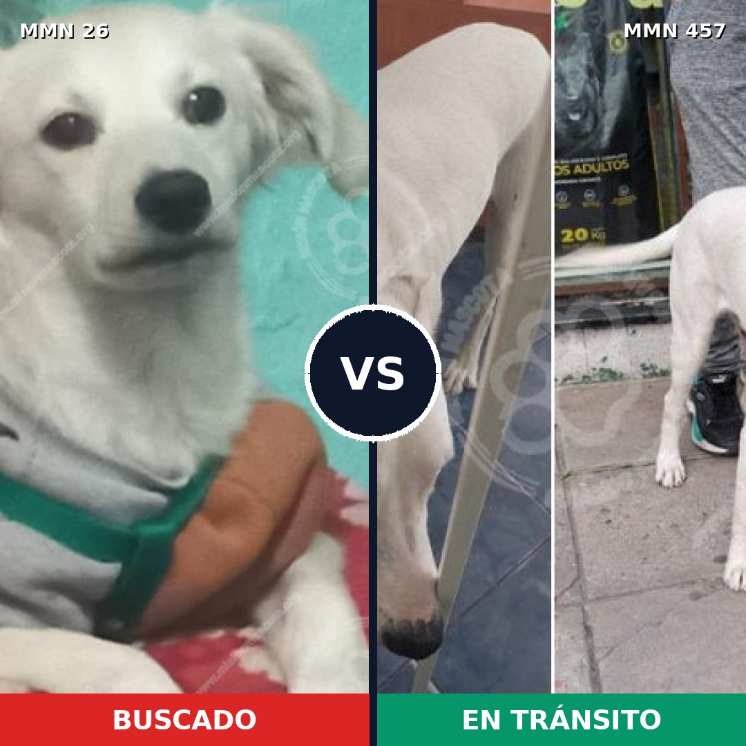 Comparativa MMS 19806: mascota perdida y mascota encontrada, 67% de similitud