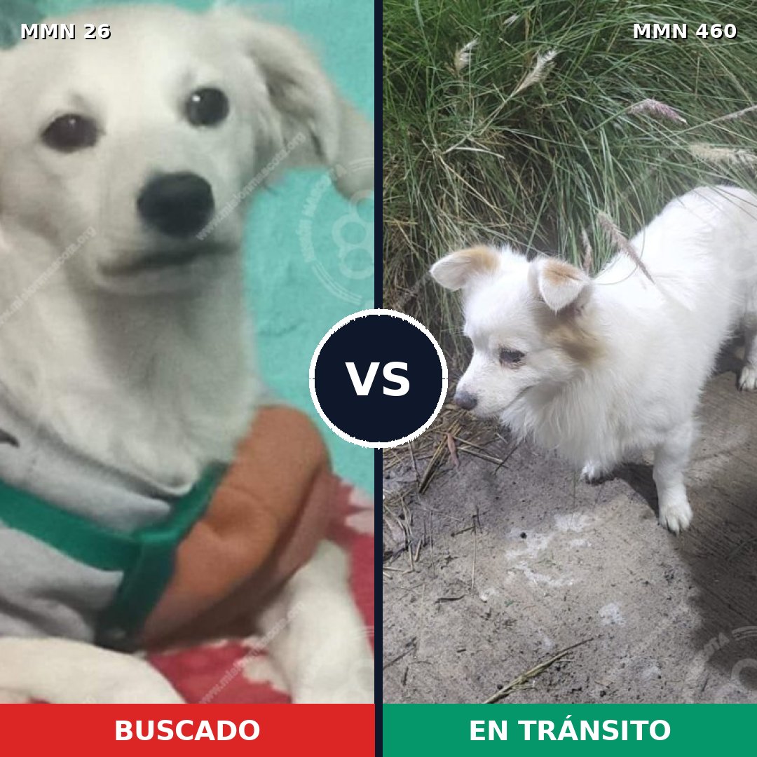 Comparativa MMS 19807: mascota perdida y mascota encontrada, 79% de similitud