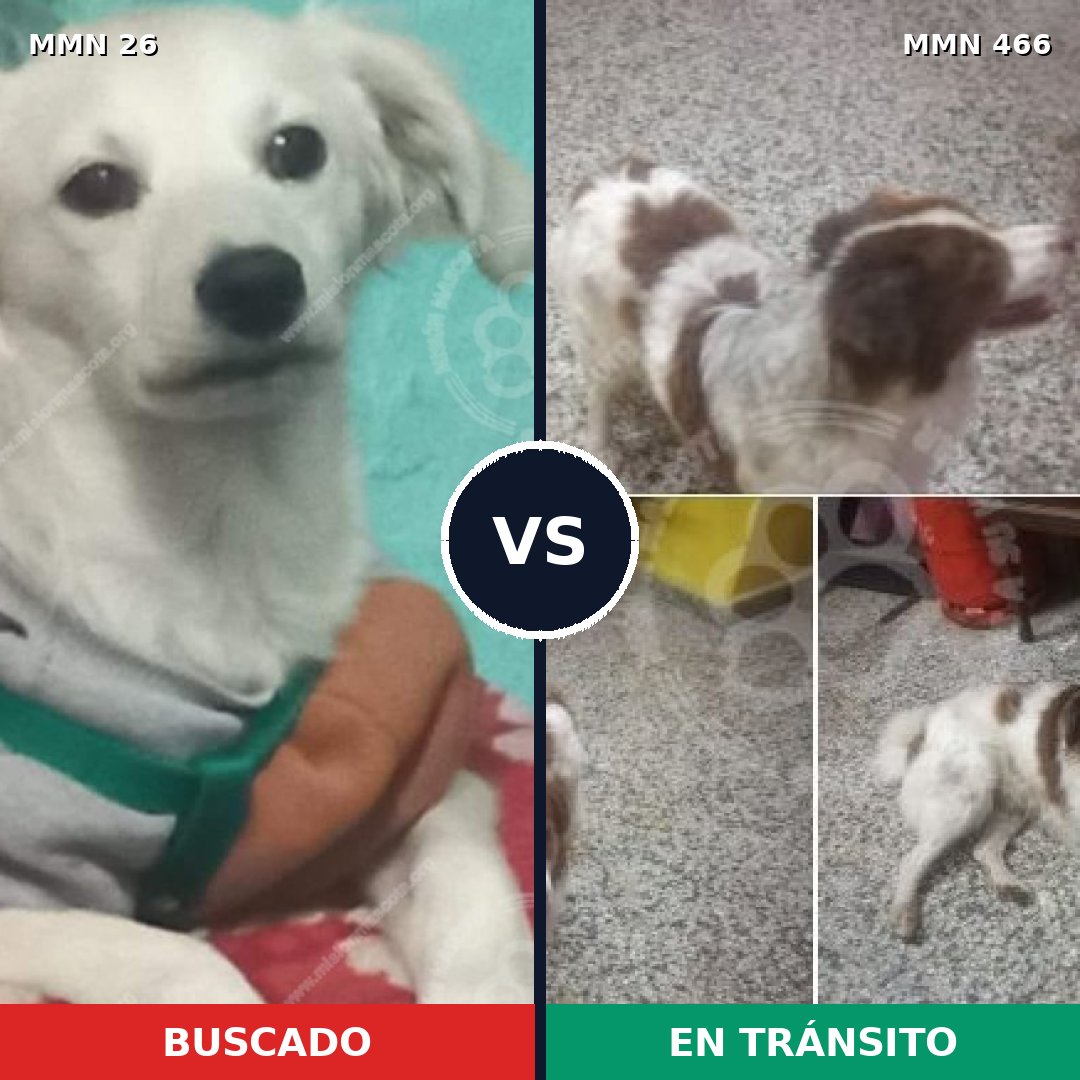 Comparativa MMS 19808: mascota perdida y mascota encontrada, 62% de similitud