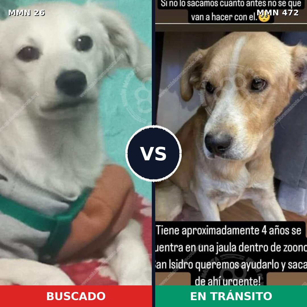 Comparativa MMS 19809: mascota perdida y mascota encontrada, 57% de similitud