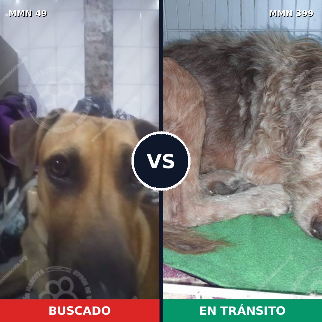Comparativa MMS 1981: mascota perdida y mascota encontrada, 57% de similitud