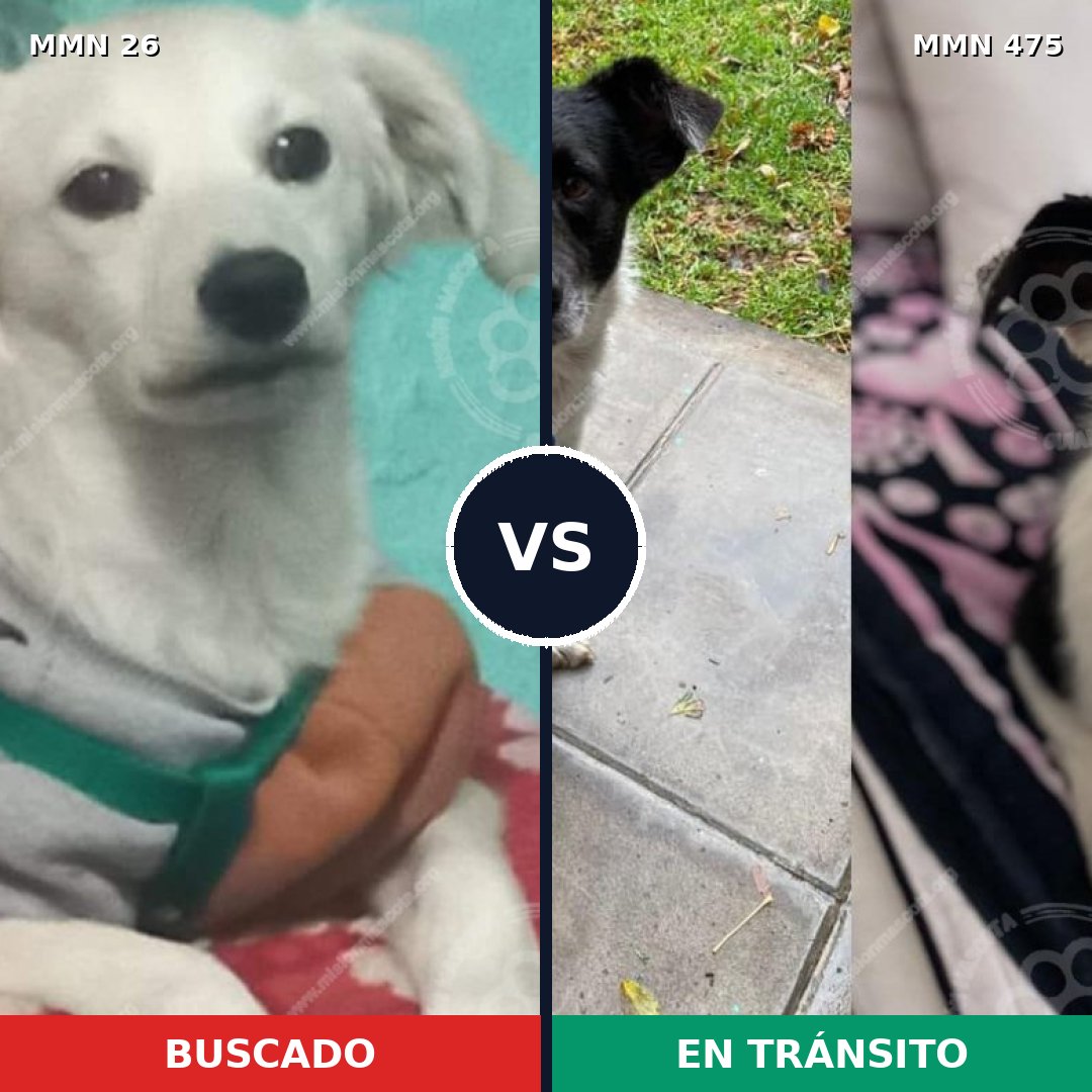 Comparativa MMS 19810: mascota perdida y mascota encontrada, 56% de similitud