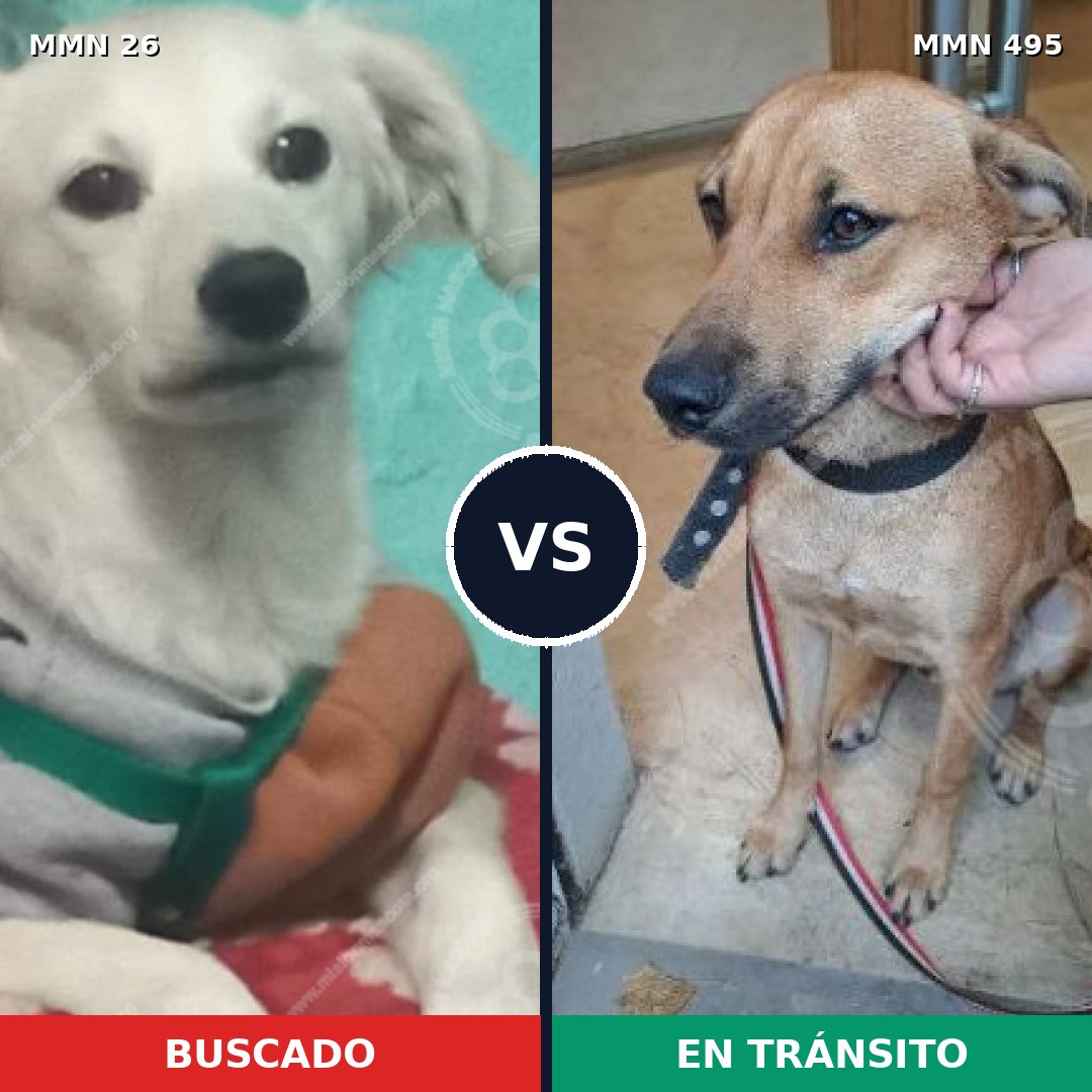 Comparativa MMS 19811: mascota perdida y mascota encontrada, 56% de similitud
