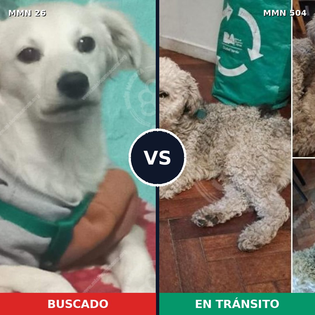 Comparativa MMS 19813: mascota perdida y mascota encontrada, 42% de similitud