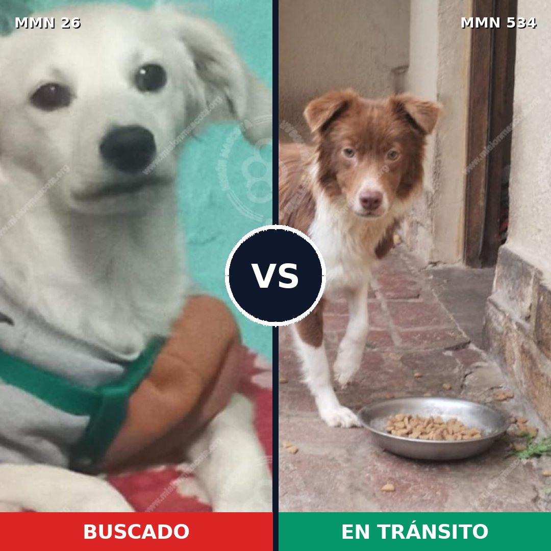 Comparativa MMS 19815: mascota perdida y mascota encontrada, 55% de similitud