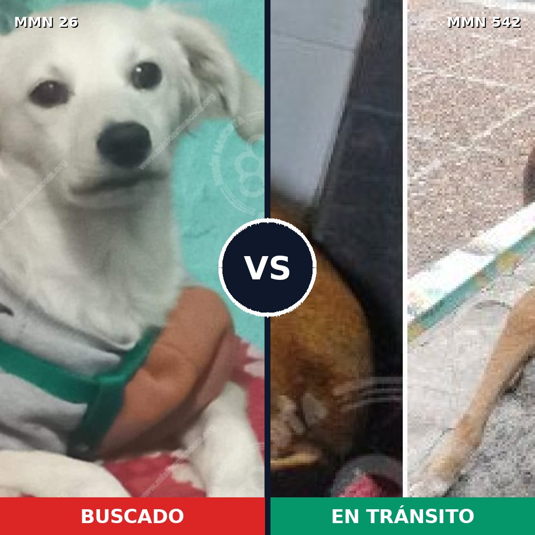 Comparativa MMS 19816: mascota perdida y mascota encontrada, 43% de similitud