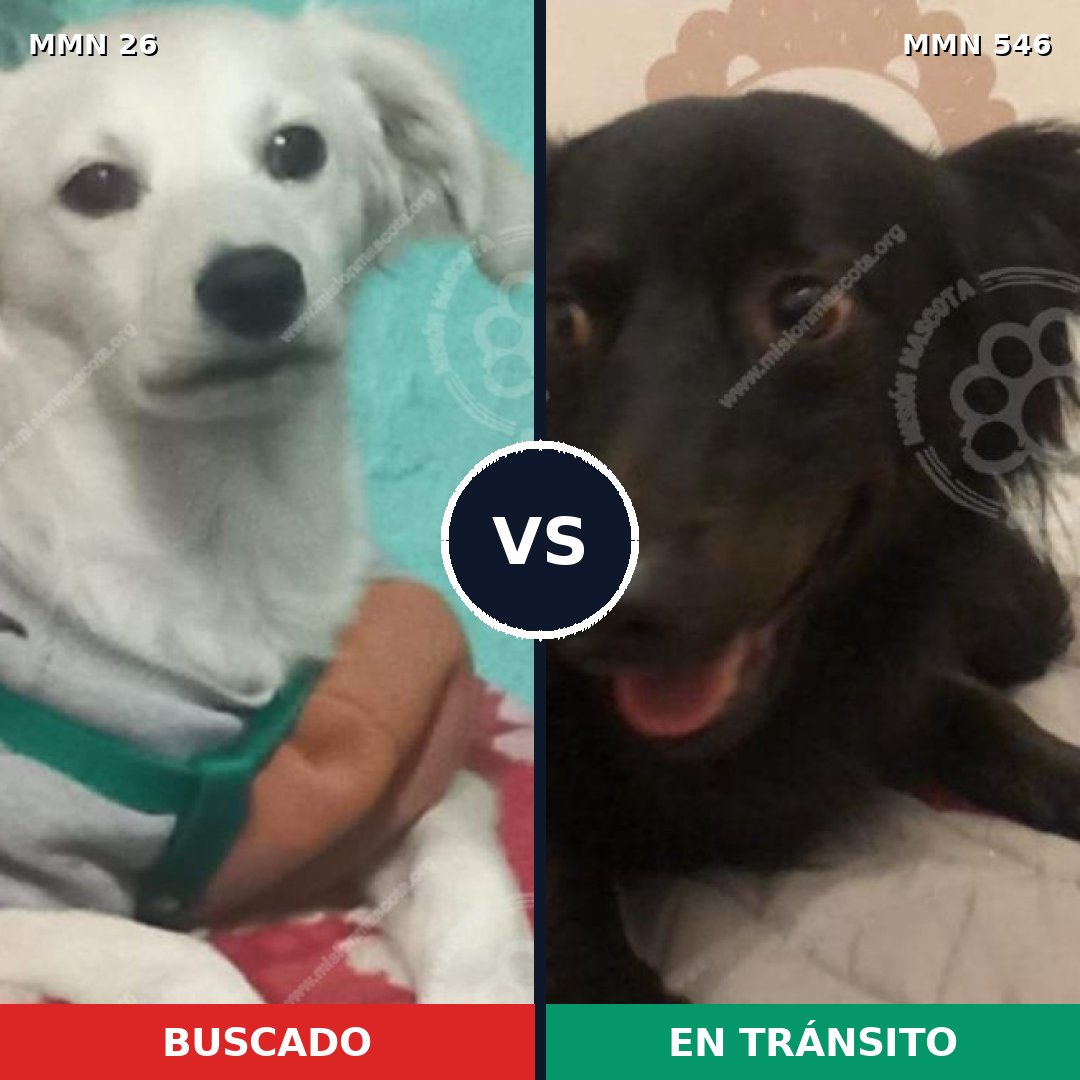Comparativa MMS 19817: mascota perdida y mascota encontrada, 64% de similitud