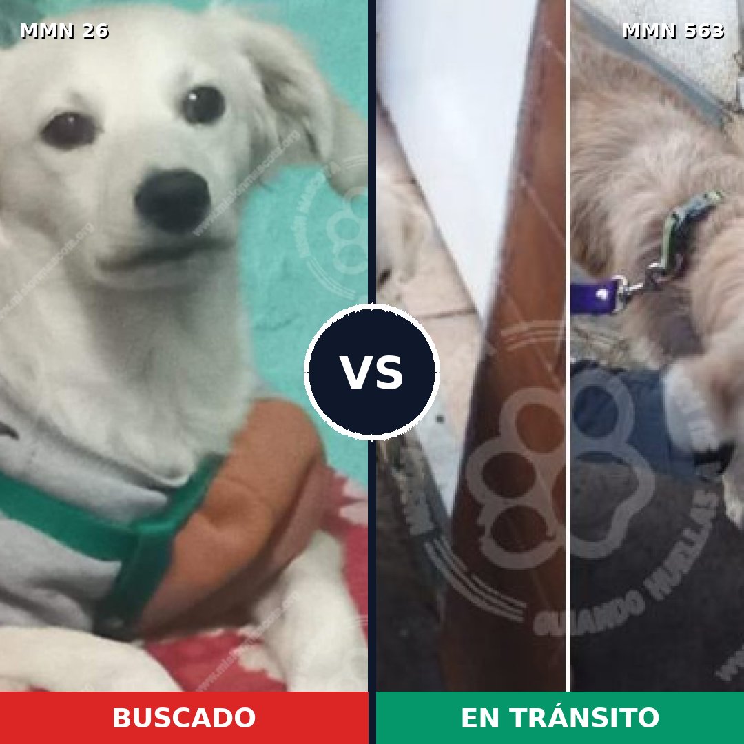 Comparativa MMS 19819: mascota perdida y mascota encontrada, 39% de similitud