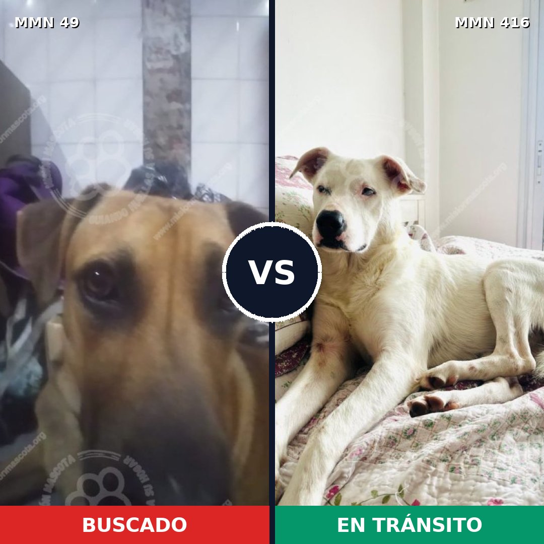 Comparativa MMS 1982: mascota perdida y mascota encontrada, 76% de similitud