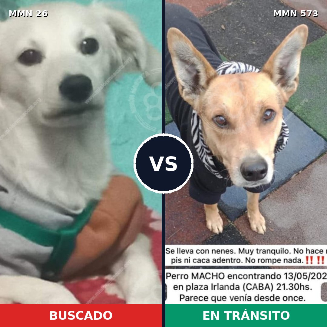 Comparativa MMS 19820: mascota perdida y mascota encontrada, 59% de similitud