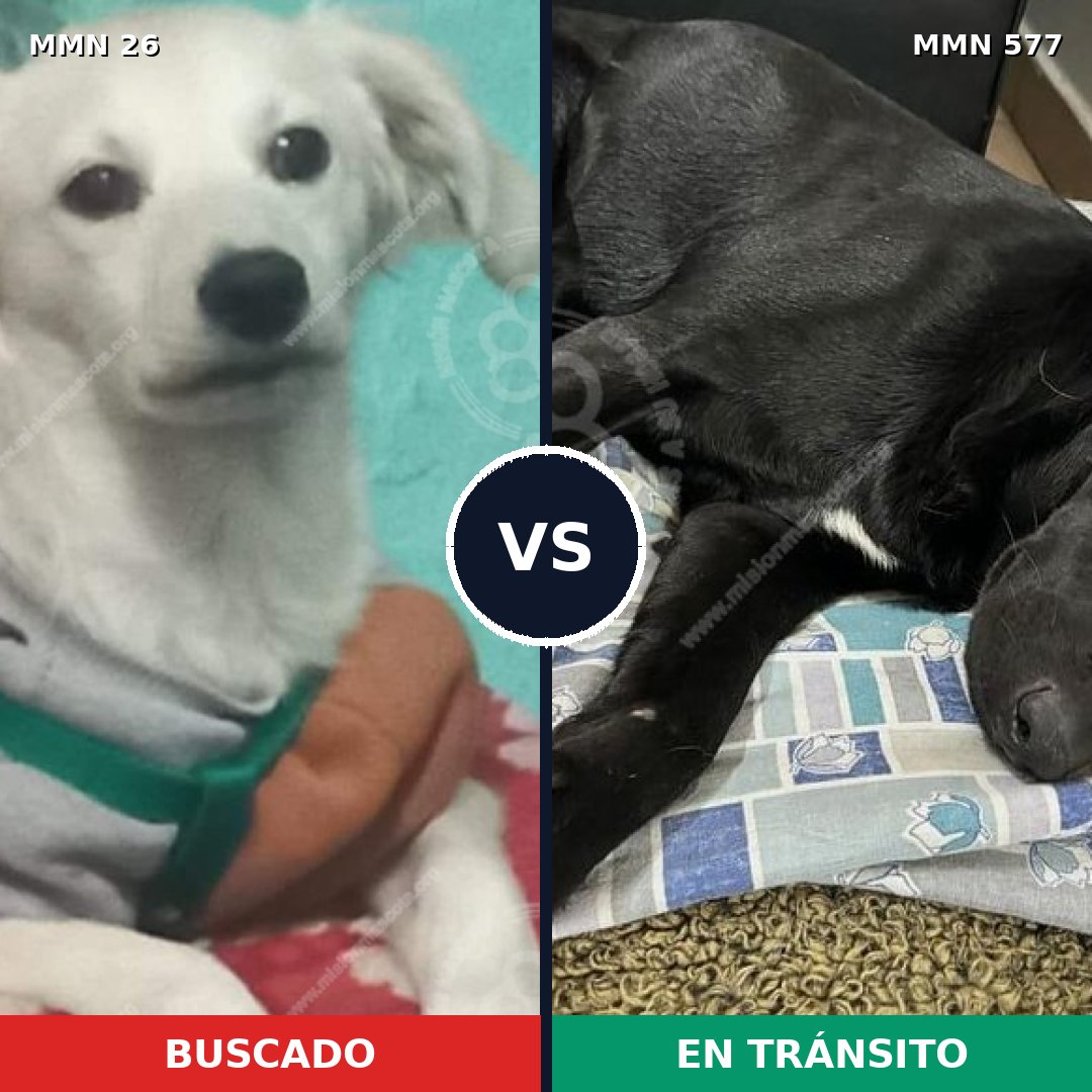 Comparativa MMS 19821: mascota perdida y mascota encontrada, 53% de similitud