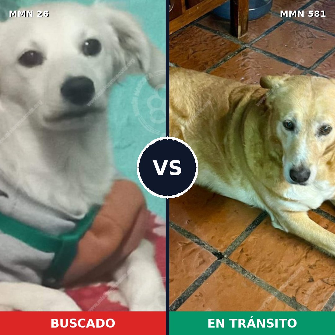 Comparativa MMS 19822: mascota perdida y mascota encontrada, 45% de similitud